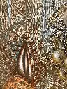 TMDI-003d, Rubens- l'adoration des mages (the adoration of Three Kings), Thiemoko Diarra, Earth Pigments on Tapestry, 119.5x86.5cm.webp